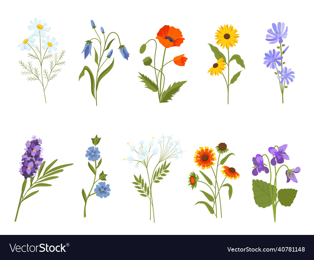 Blooming wild flowers chamomile poppy violet Vector Image