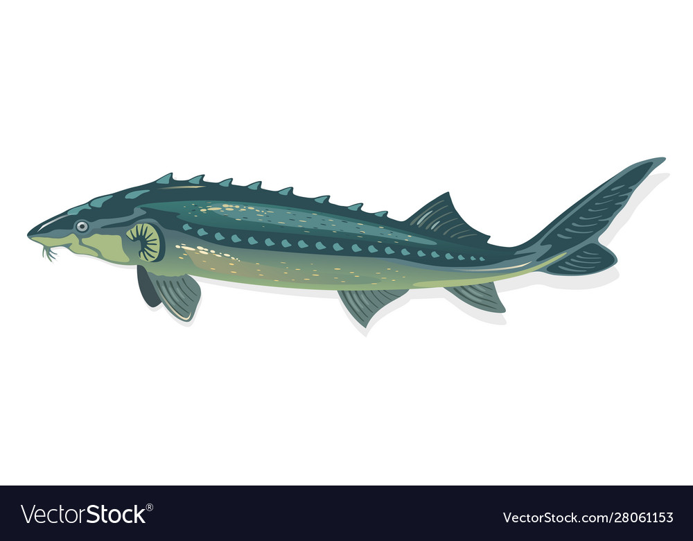 Sturgeon is fish with elongated spindle-like body Vector Image