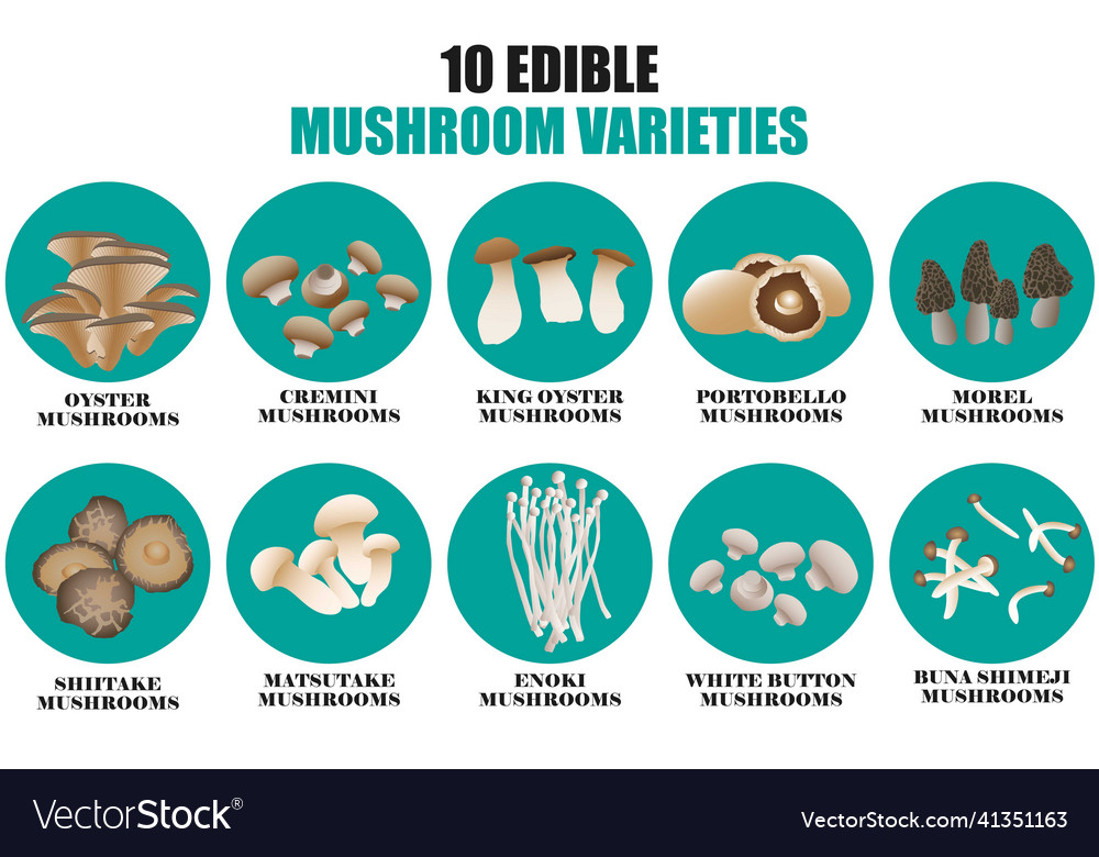 10 edible mushroom varieties drawing Royalty Free Vector