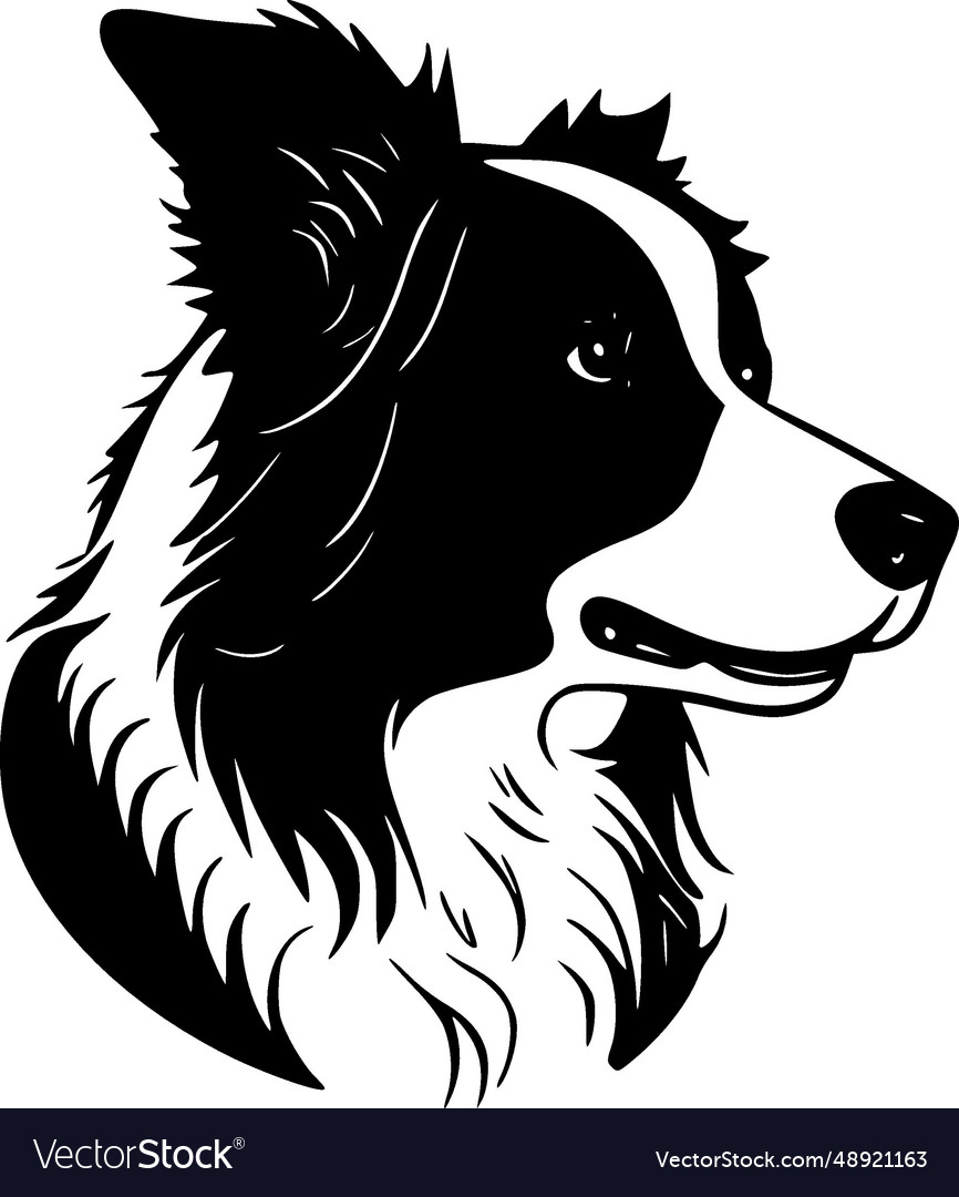 Border collie - black and white isolated icon Vector Image