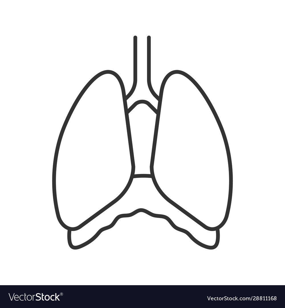 Thoracic cavity linear icon Royalty Free Vector Image