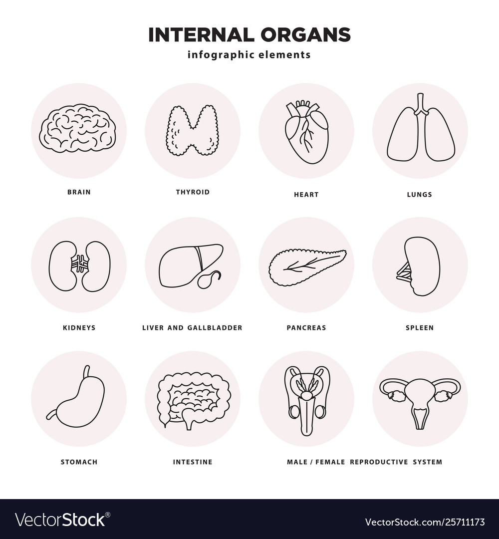 Internal Organs Icon Set Human Organs Infographic Vector Image