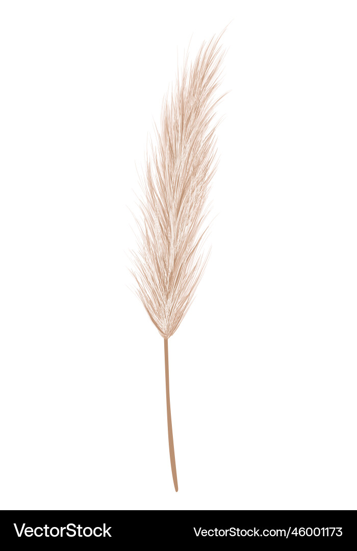 Pampas grass branches dry feathery head plumes Vector Image