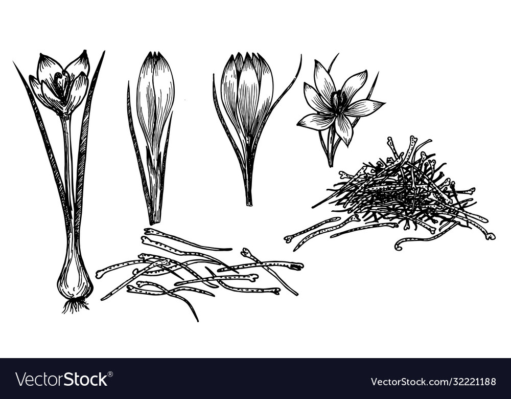 Saffron crocus flower sketch drawing hand