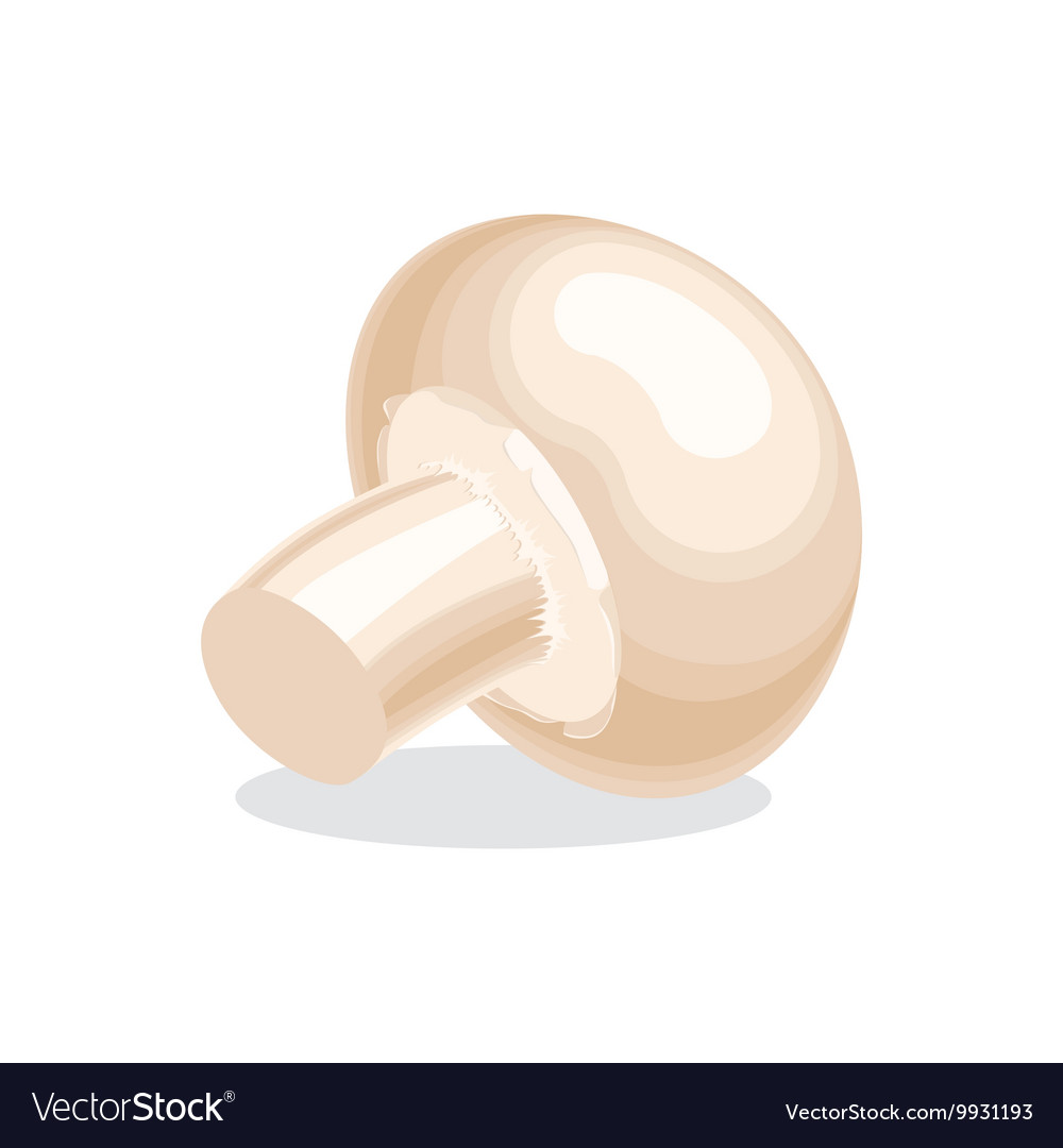 Agaricus champignon mushroom colorful Royalty Free Vector