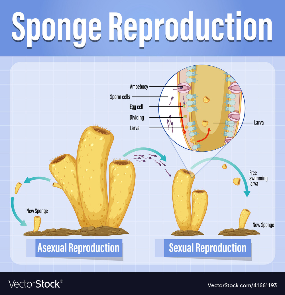 Diagram showing reproduction in sponges Royalty Free Vector