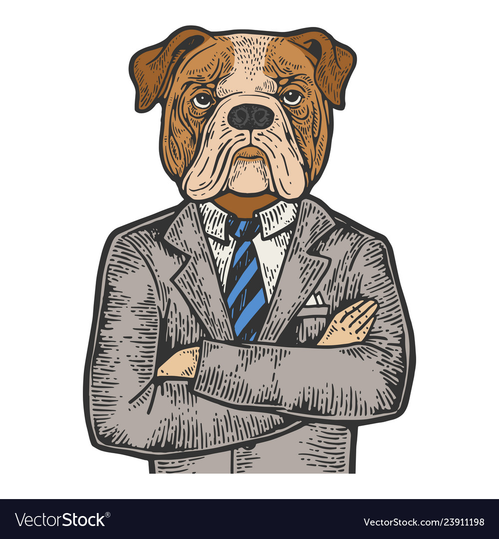 Bulldog businessman color engraving Royalty Free Vector