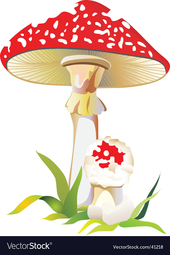 Mushroom Royalty Free Vector Image - VectorStock