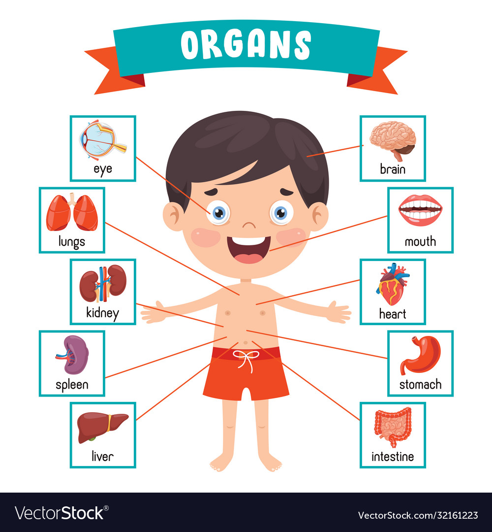 Human organs Royalty Free Vector Image - VectorStock