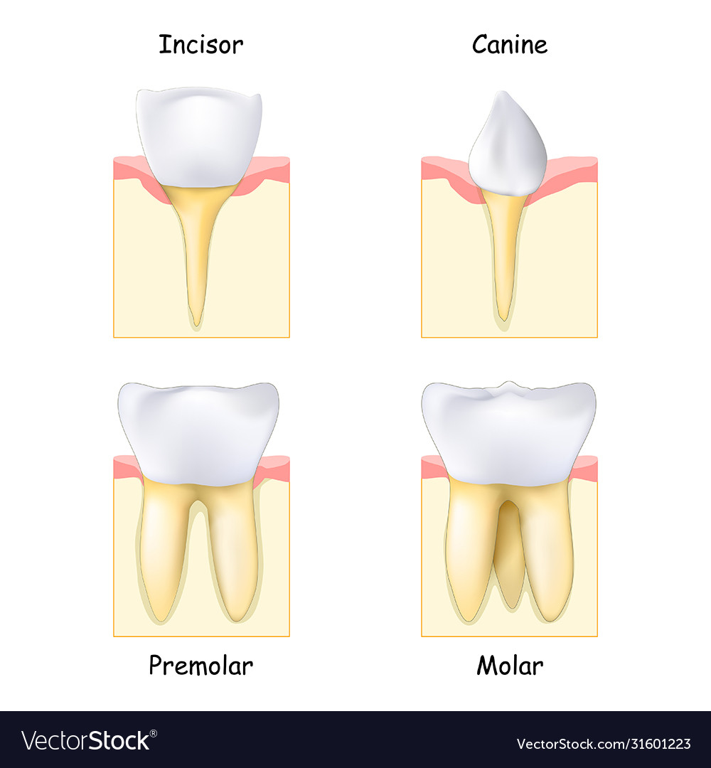 types-teeth-from-canine-and-incisor-to-molar-vector-image