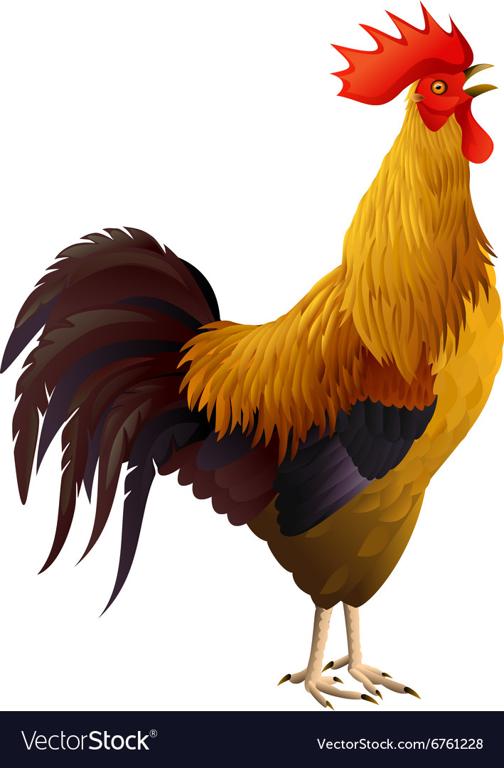 Rooster isolated Royalty Free Vector Image - VectorStock