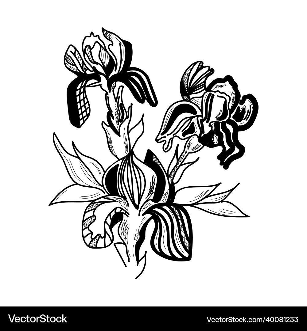 Iris flowers are drawn graphically Royalty Free Vector Image