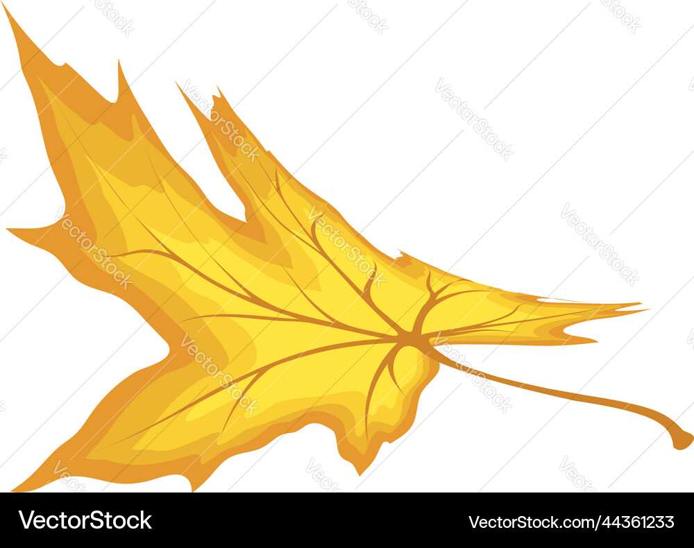 Maple leaf Royalty Free Vector Image - VectorStock