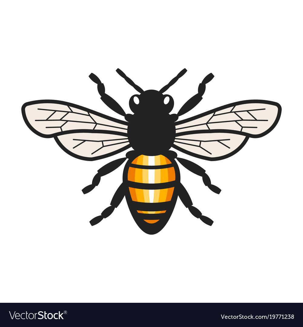 honey bee vector