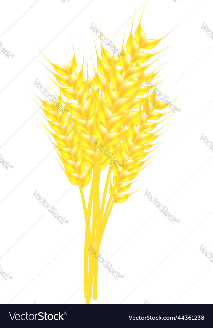 Wheat sheaf Royalty Free Vector Image VectorStock