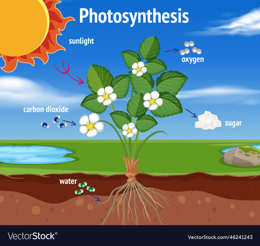 Biology Photosynthesis