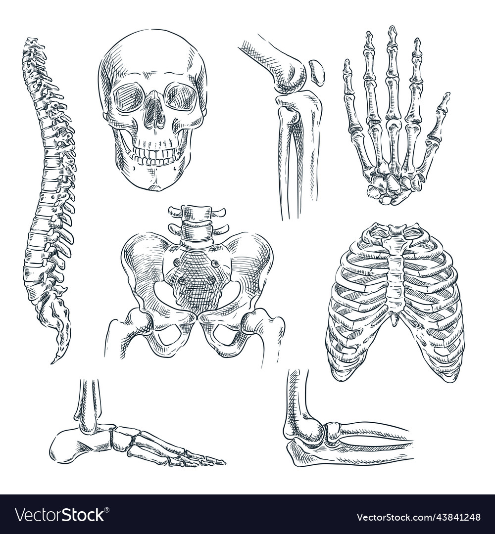 Human skeleton bones and joints sketch Royalty Free Vector