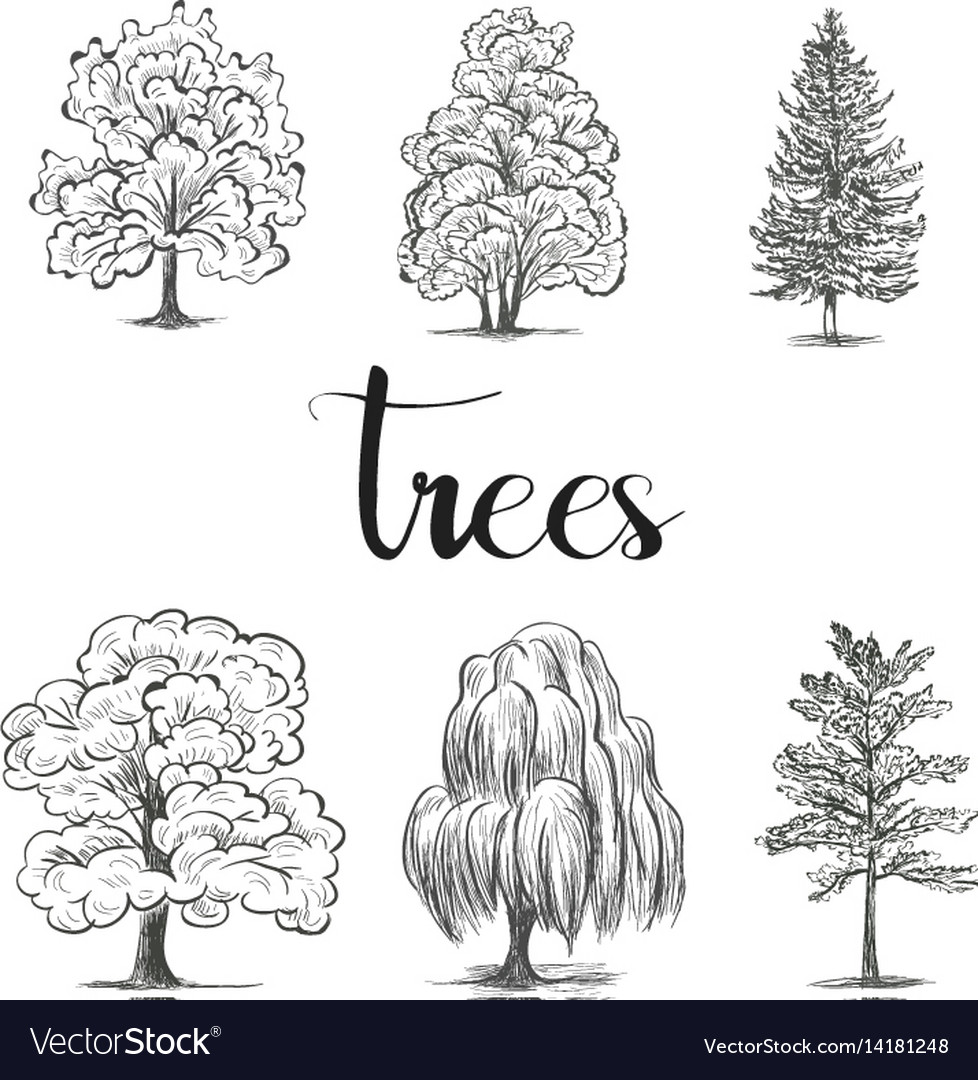 Trees sketch set graphic forest Royalty Free Vector Image