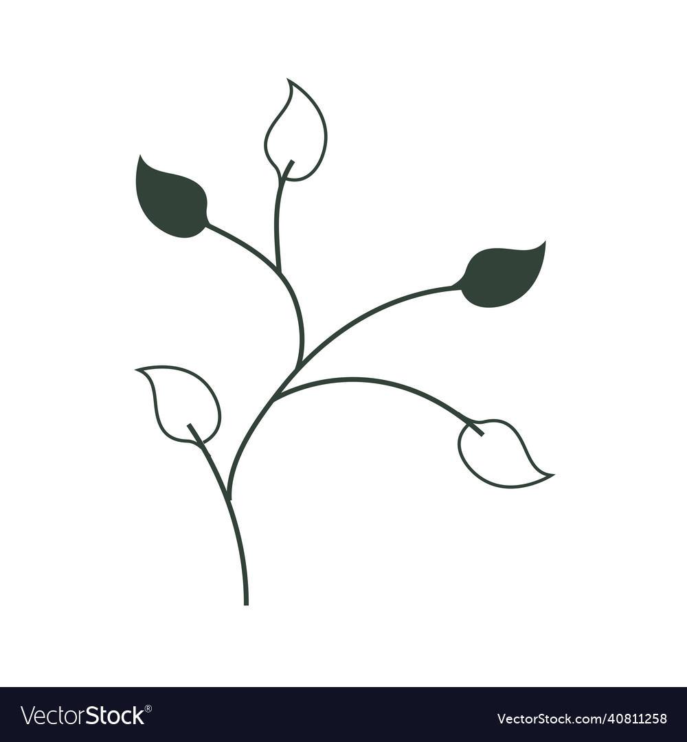 Leaves and stem Royalty Free Vector Image - VectorStock