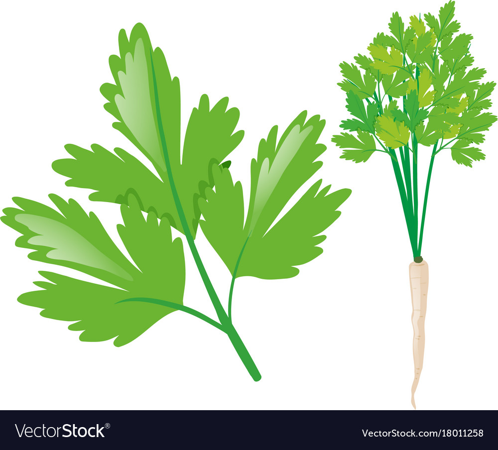 White Radish Leaves