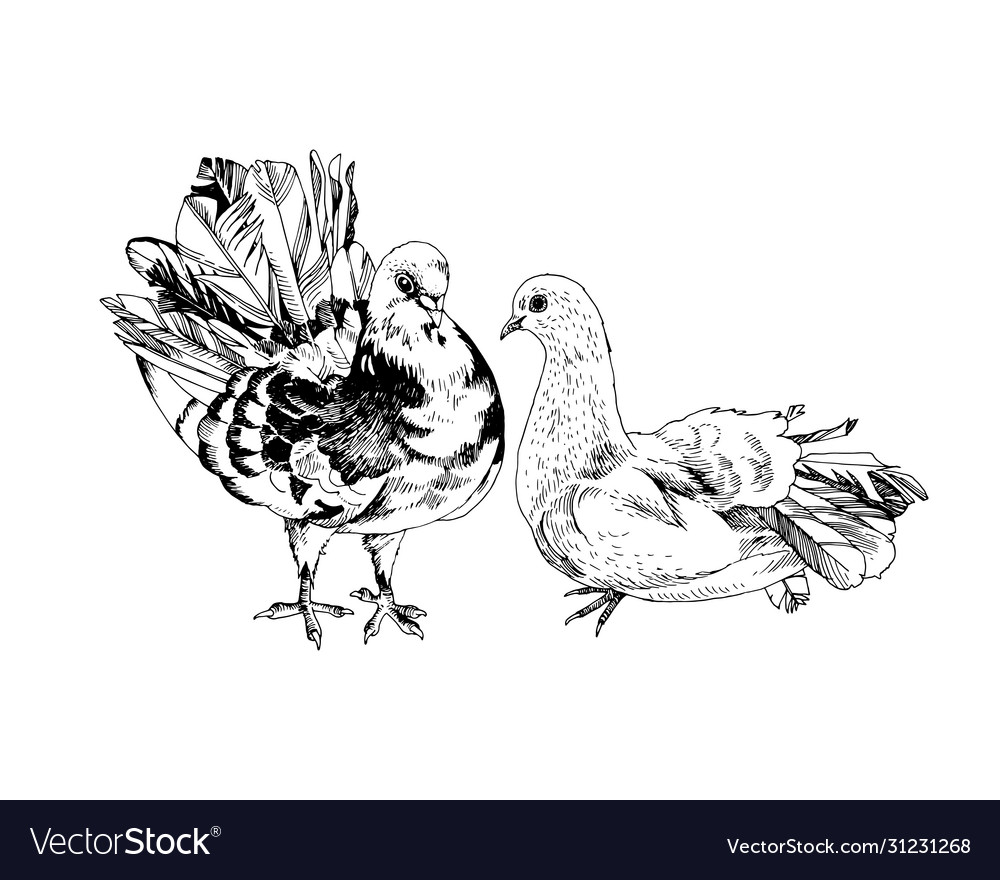 A pair beautiful doves vector image A pair beautiful doves