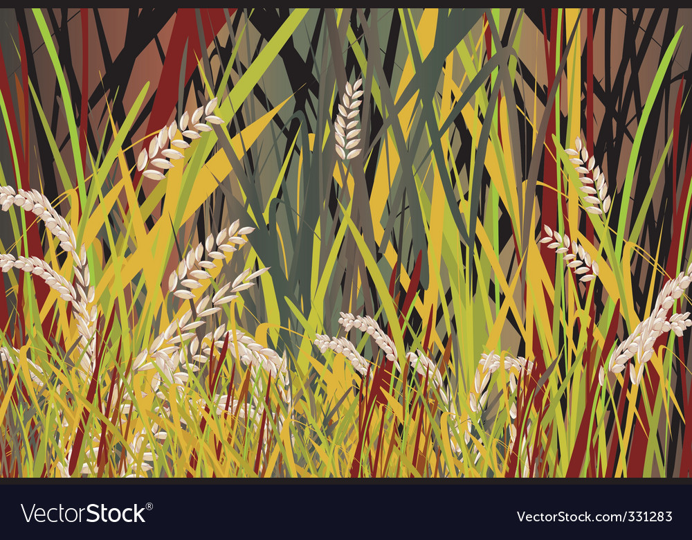 Paddy Royalty Free Vector Image - VectorStock