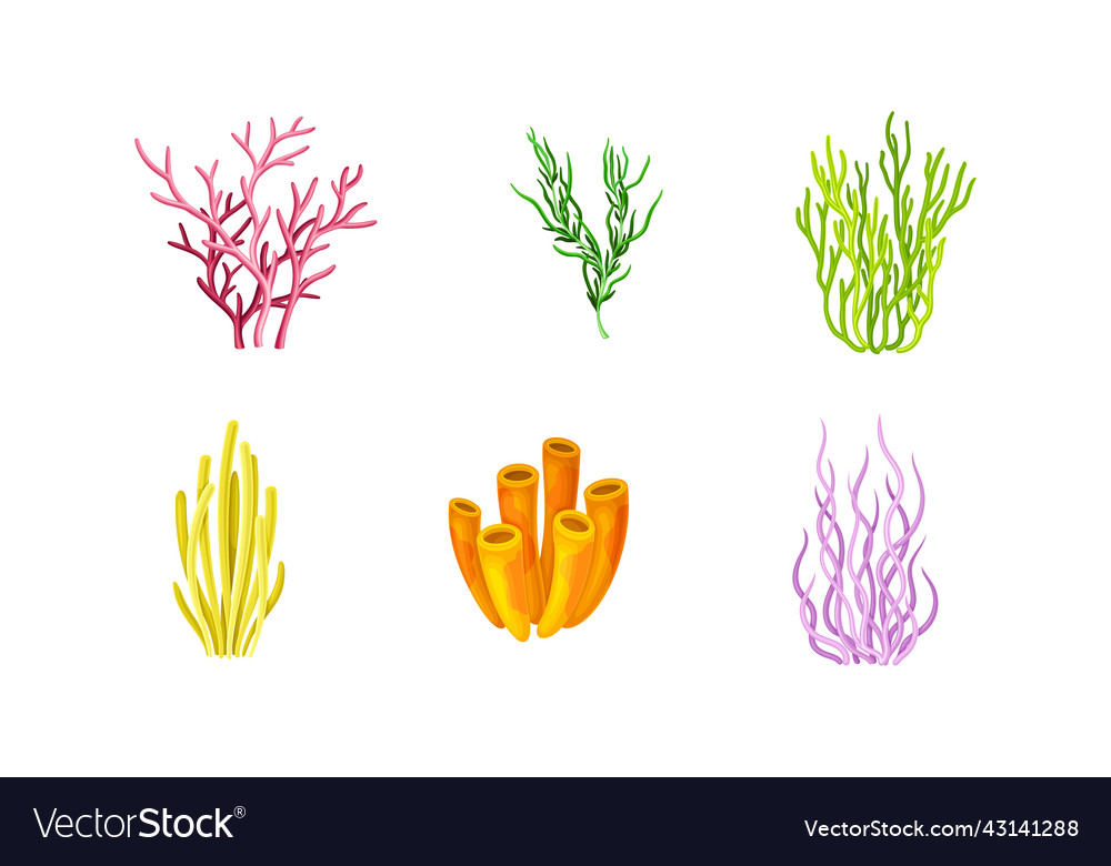 Tropical seaweeds or algae set aquatic underwater Vector Image