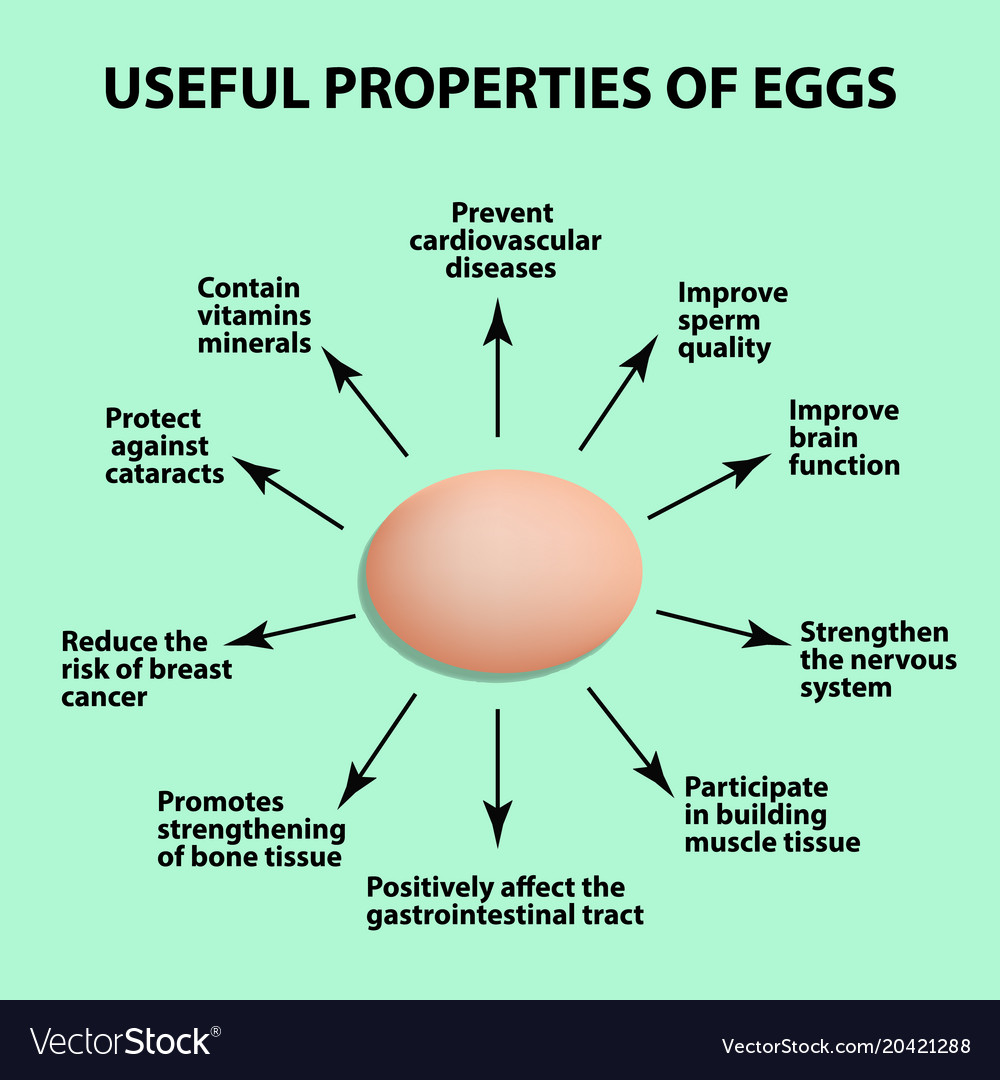 Useful properties of chicken eggs infographics vector image