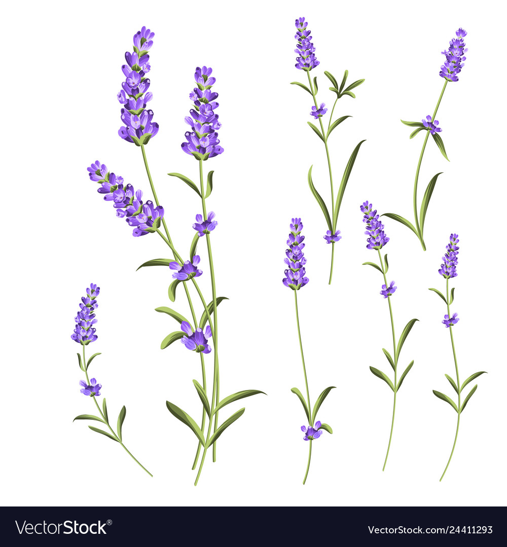 Provence flowers collection set of lavender Vector Image