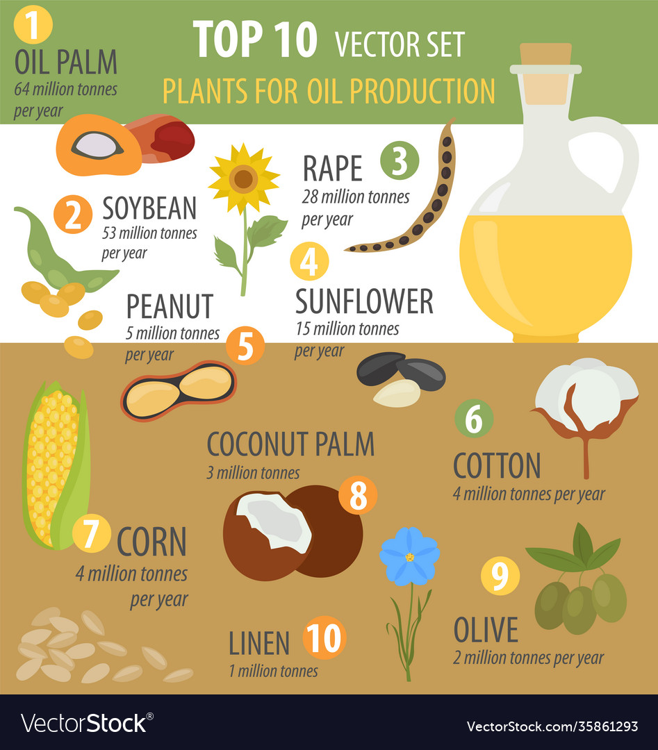 Top 10 plants for vegetable oil production Vector Image