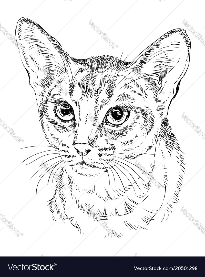 Black and best sale white abyssinian cat