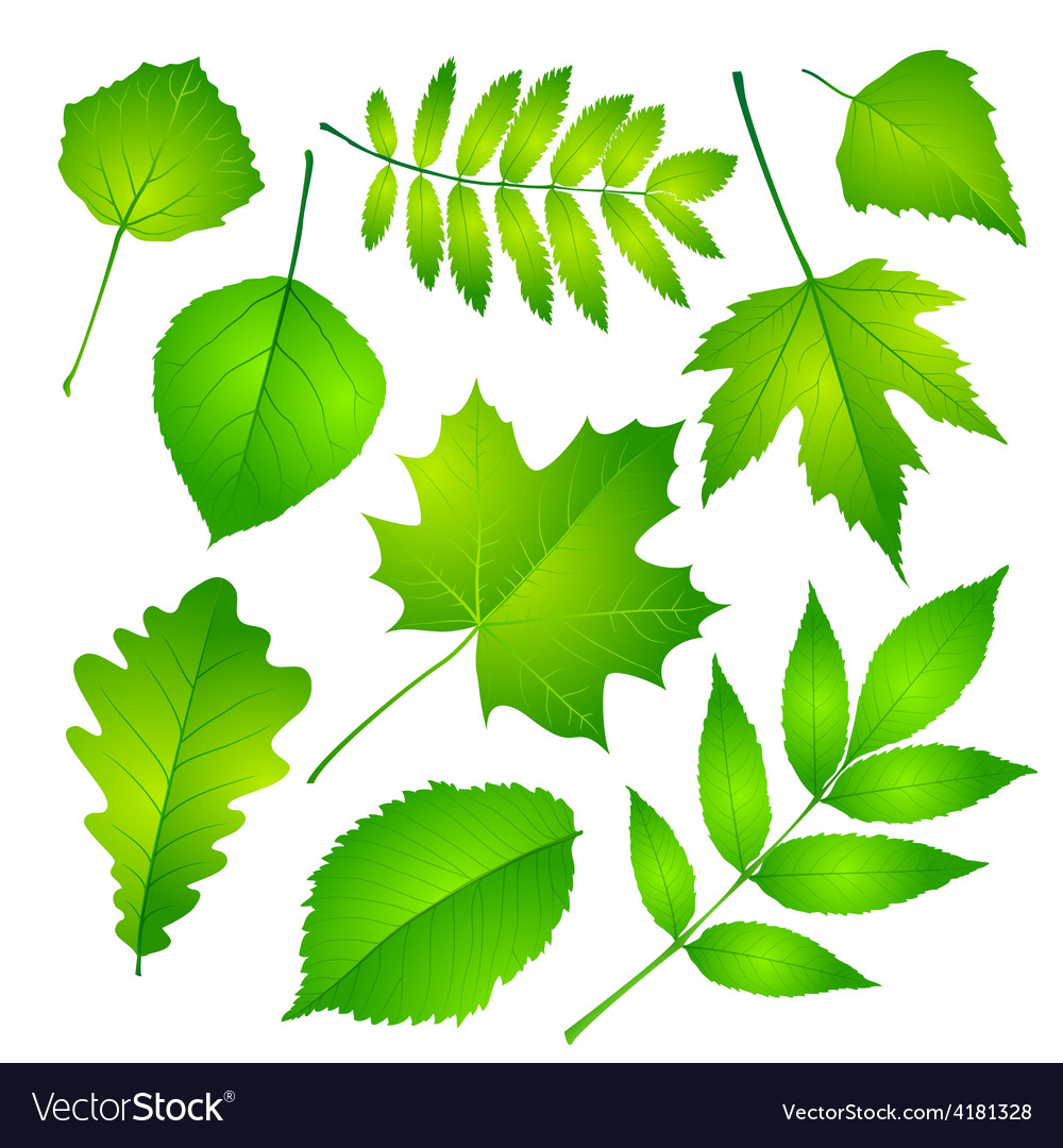 Green leaves set eps 10 Royalty Free Vector Image