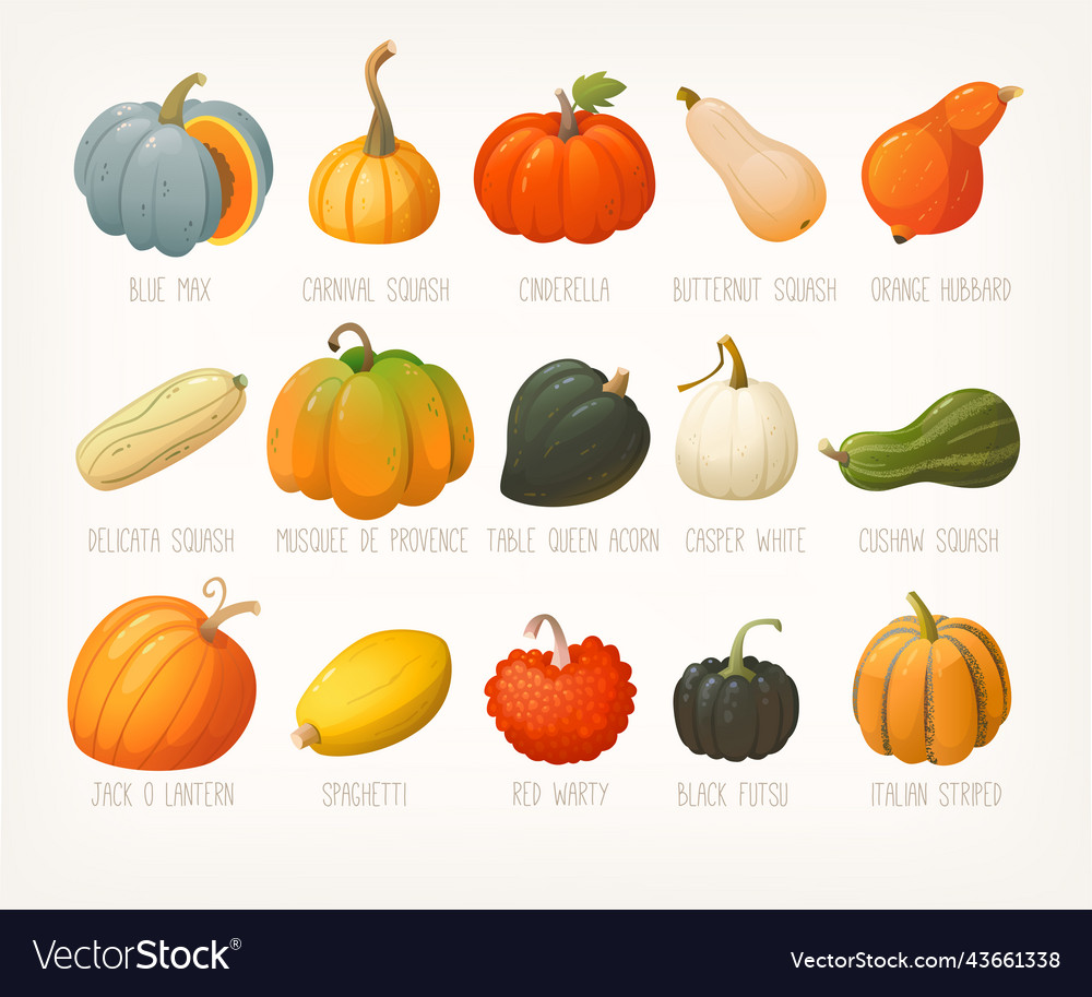 Big variety of pumpkins with names list famous vector image