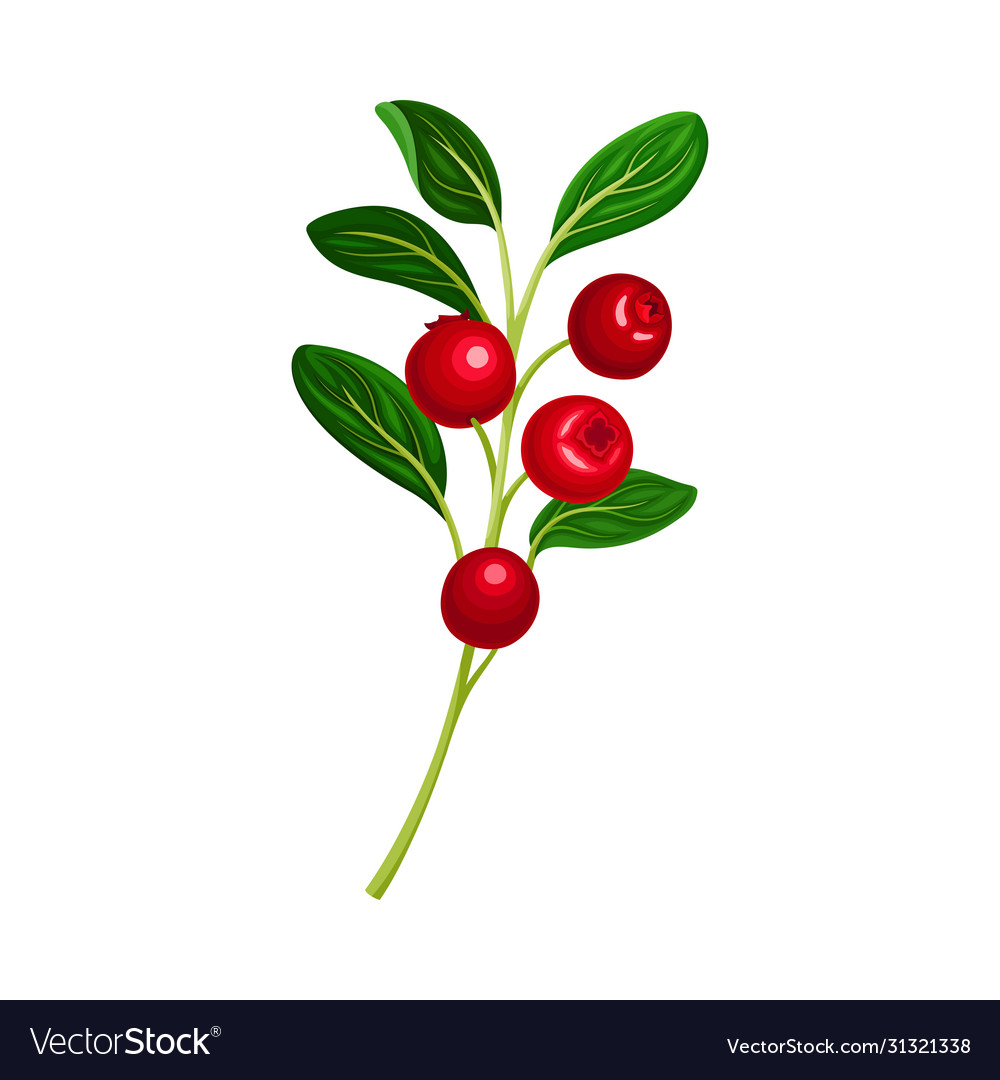 Lingonberry branch with oval leaves bearing edible