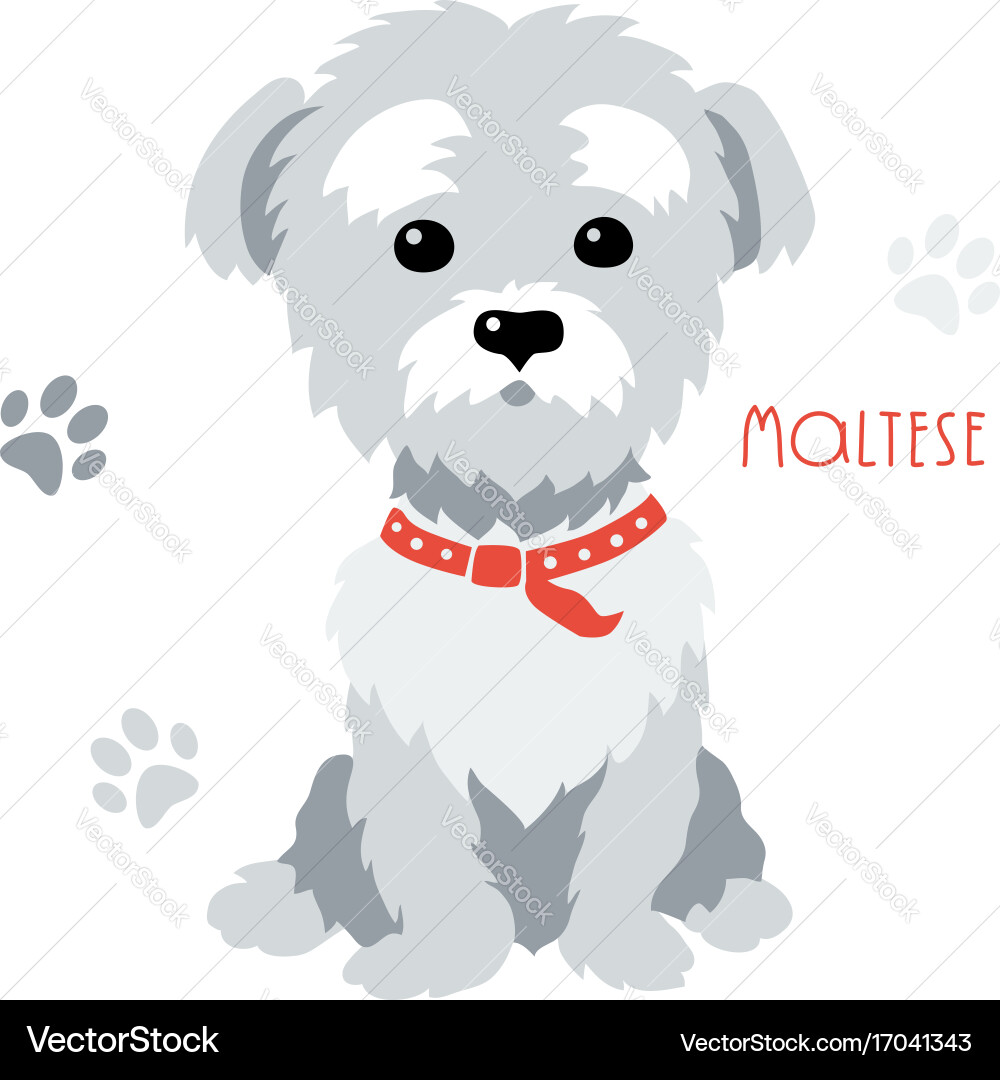 funny maltese pictures