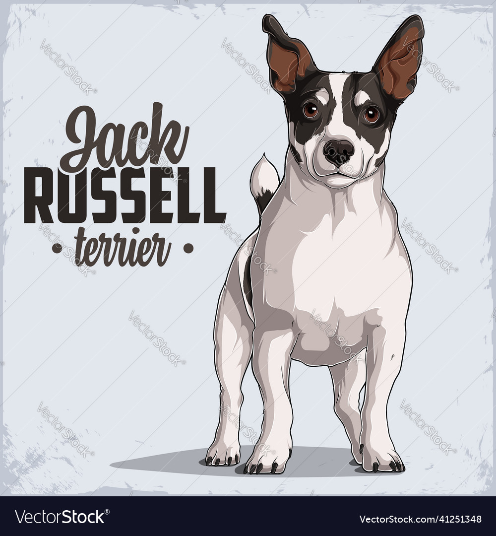 Powerful dog breed jack russell terrier standing Vector Image