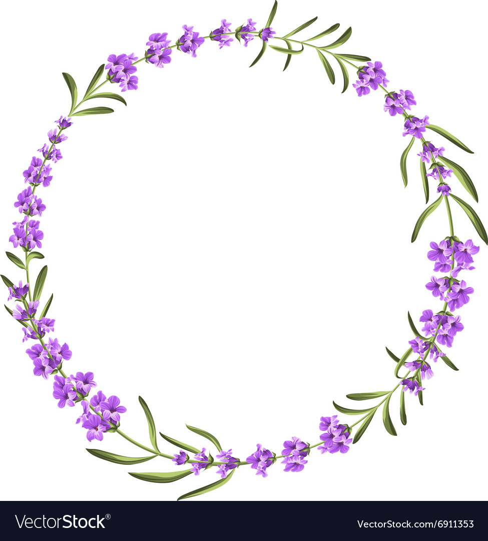 Bunch lavender flowers on a white background Vector Image