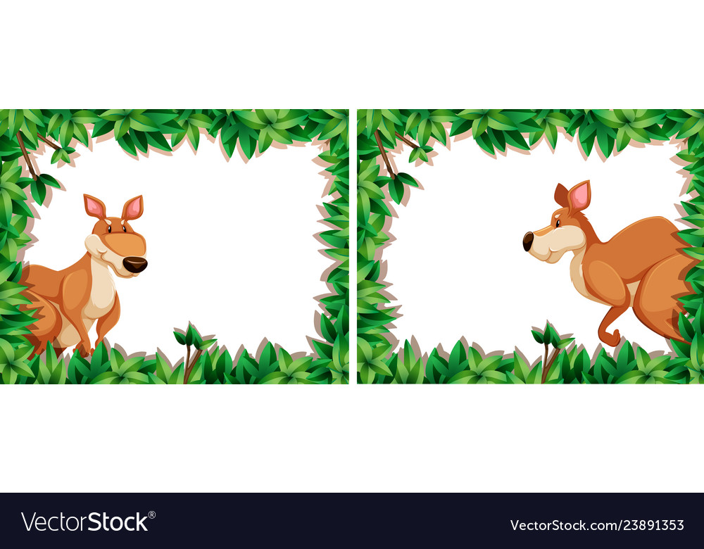 Set Of Kangaroo In Nature Frame Royalty Free Vector Image Set Of Kangaroo In Nature Frame Vector Image