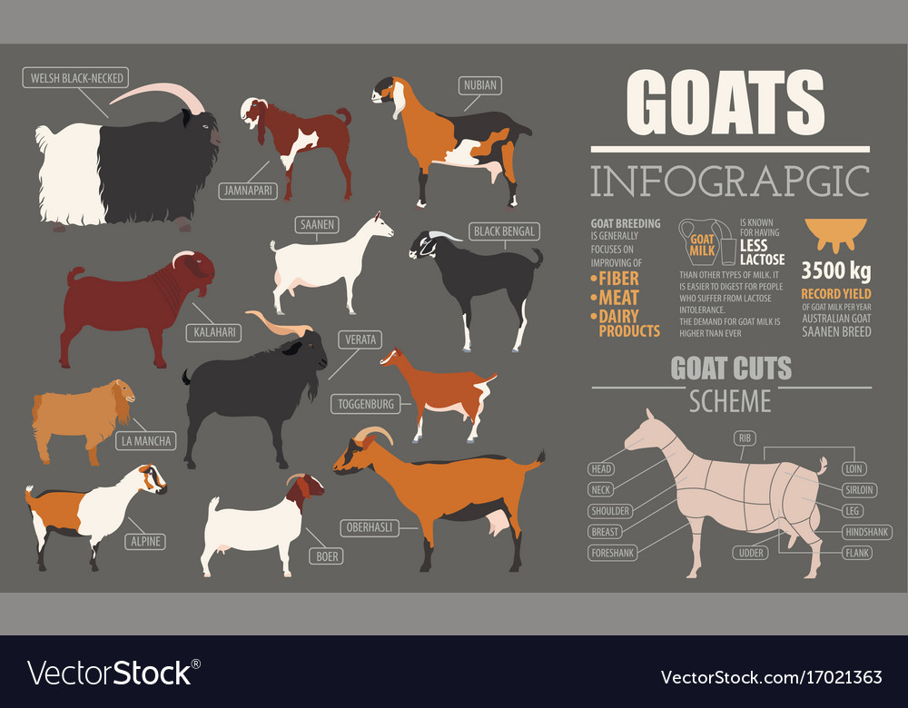 Goat breeds infographic template animal farming Vector Image