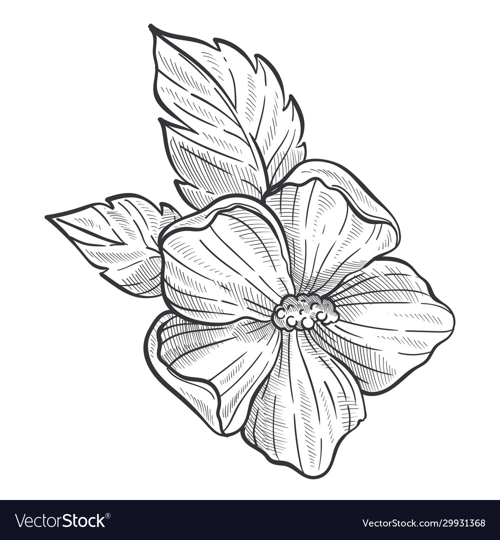 White Black Botanical Drawing Plant Pencil Stock Illustration 1162606510   Shutterstock