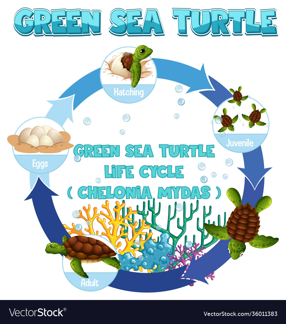 Diagram showing life cycle turtle