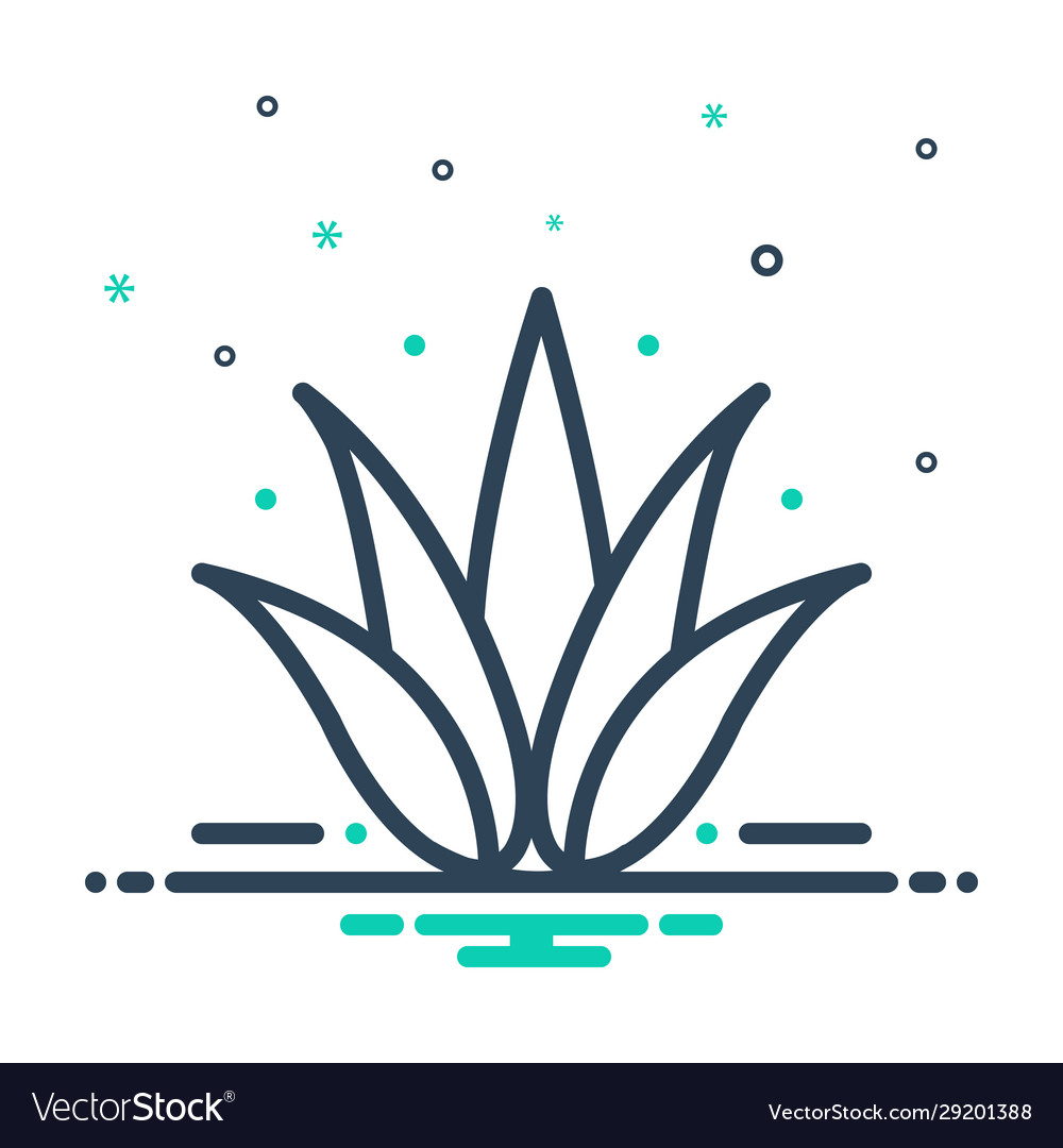 Agave Royalty Free Vector Image - VectorStock