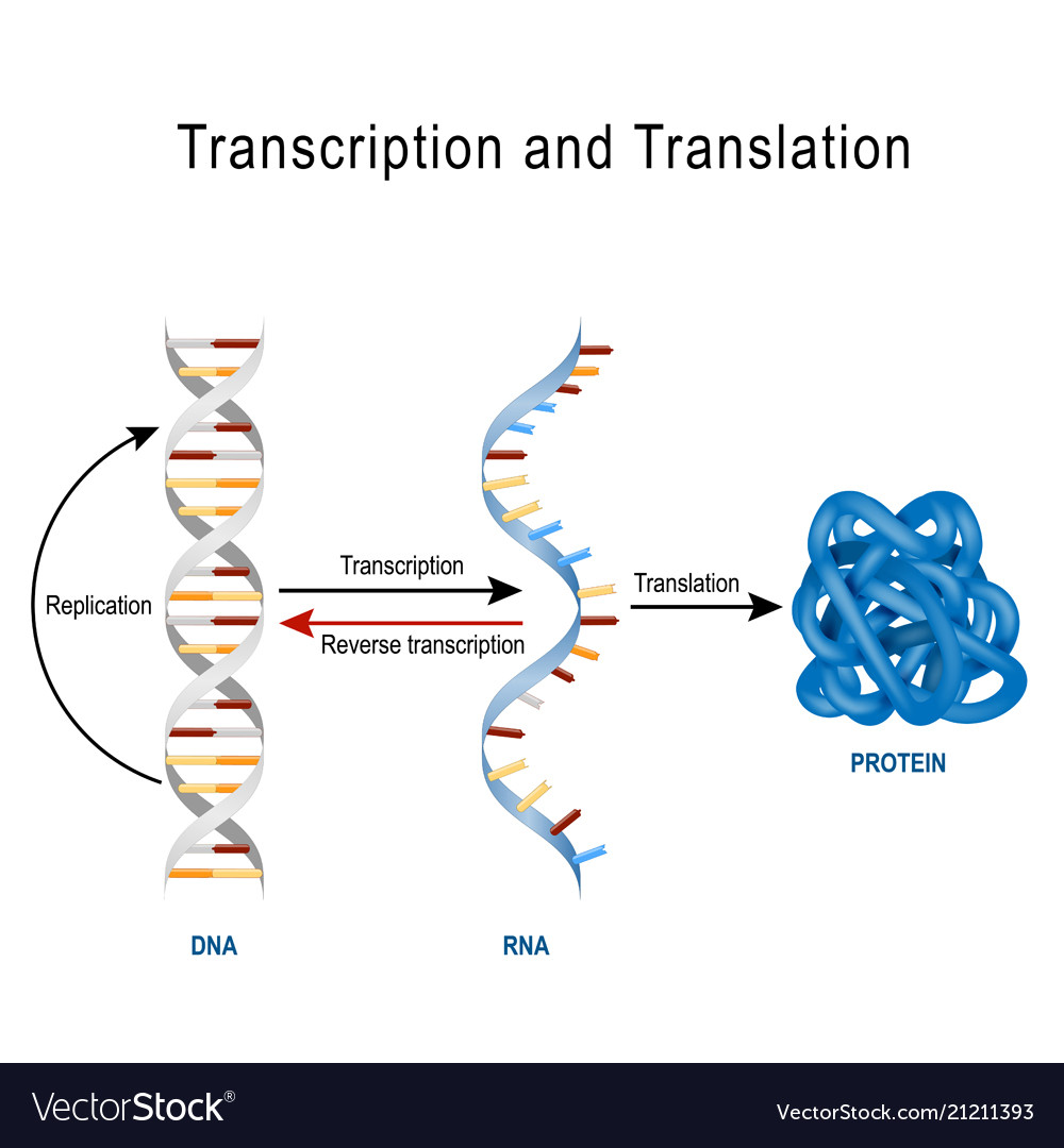 dna-replication-protein-synthesis-transcription-vector-image