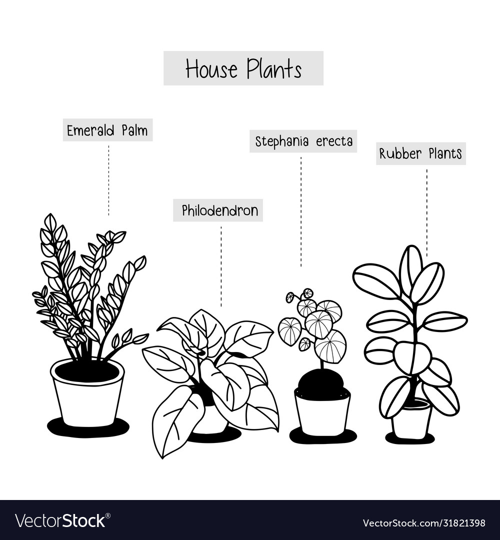 Hand drawn house plants in pots Royalty Free Vector Image