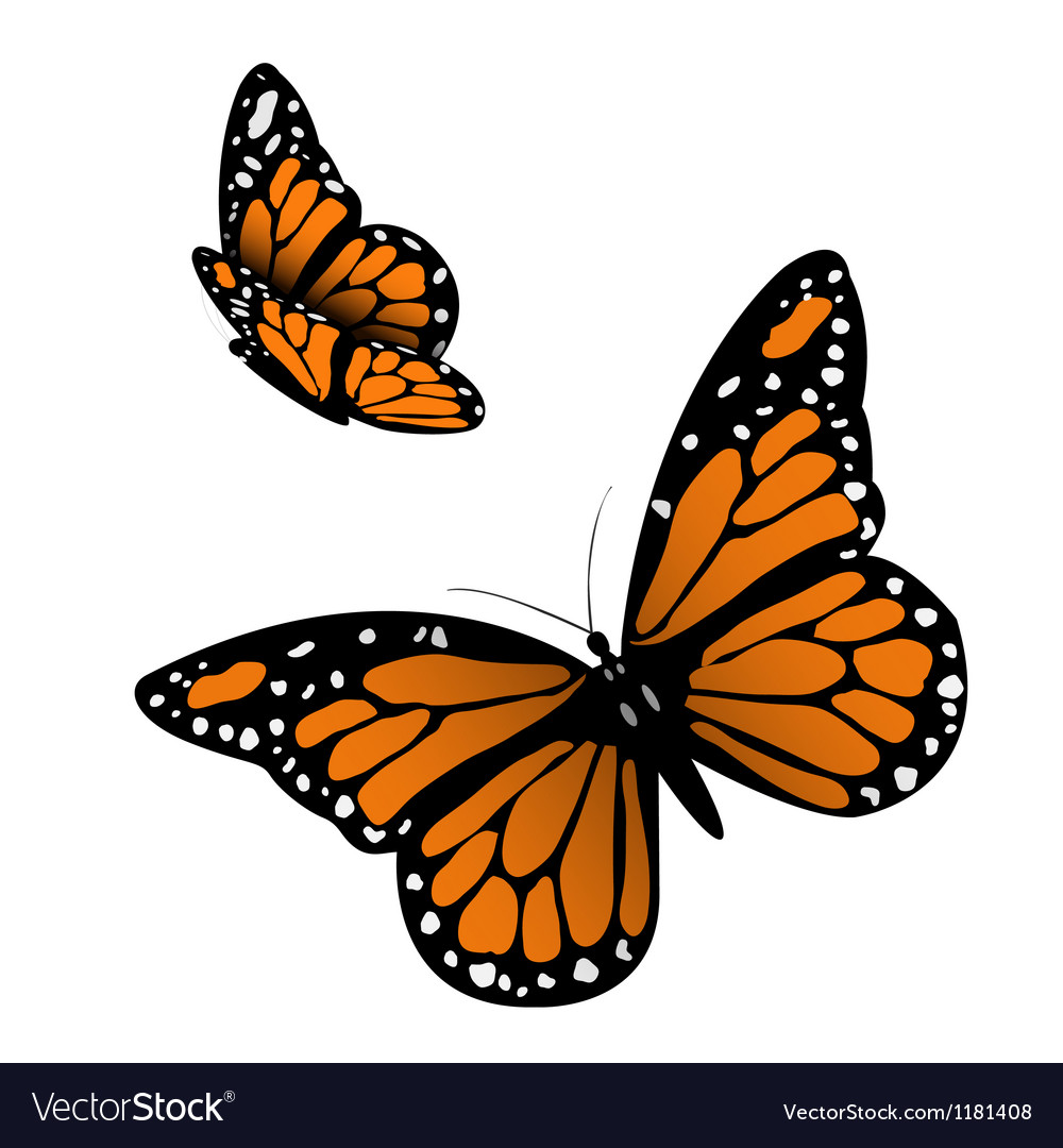 Free Free 224 Monarch Butterfly Svg Free SVG PNG EPS DXF File