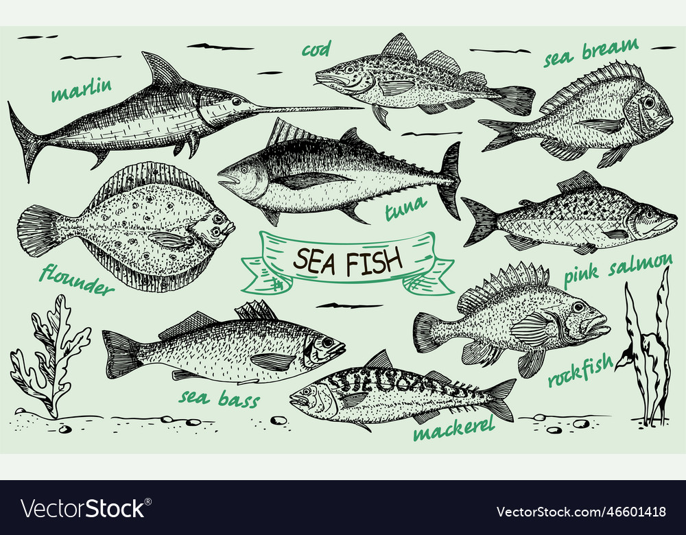 Fish sketch set ink sketches hand drawn marlin Vector Image