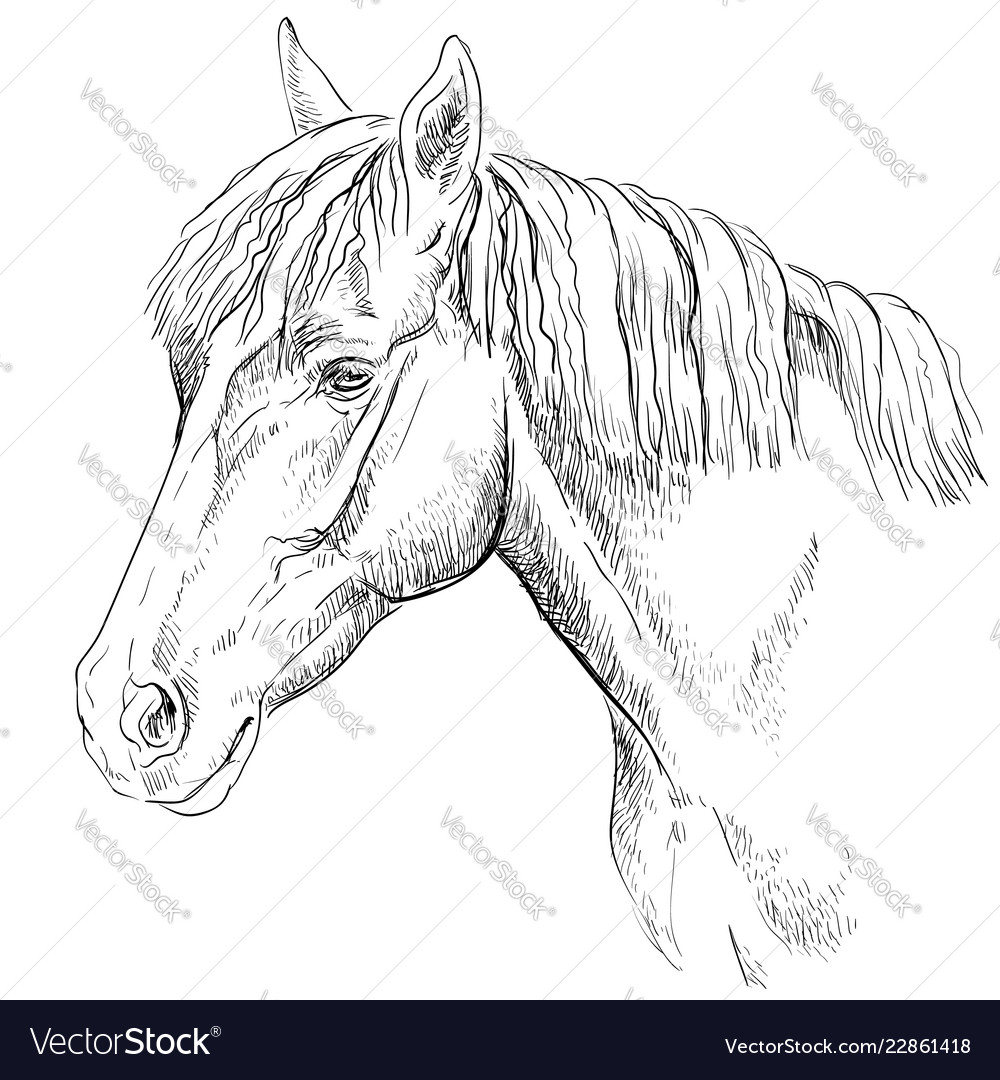 Horse portrait-18 Royalty Free Vector Image - VectorStock