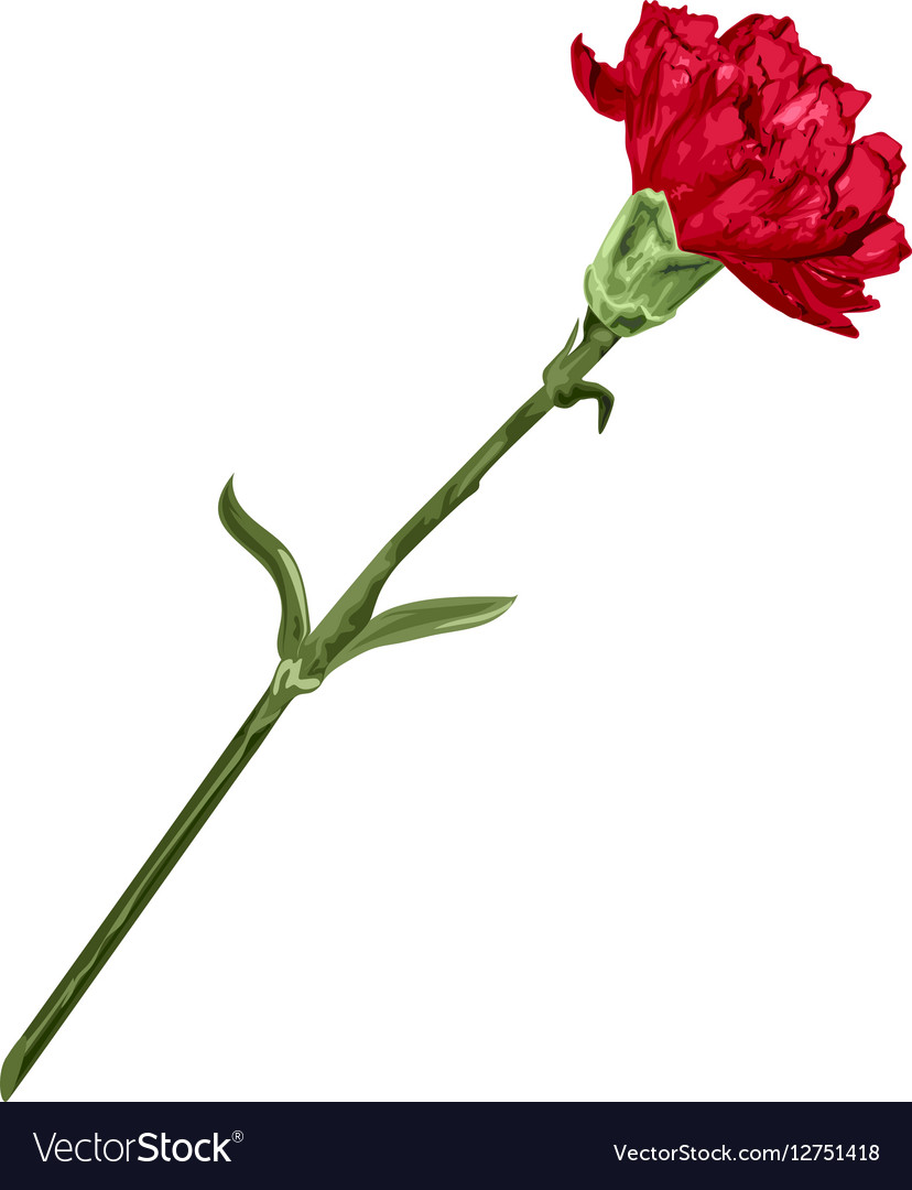 Red Carnation Flower Royalty Free Vector Image