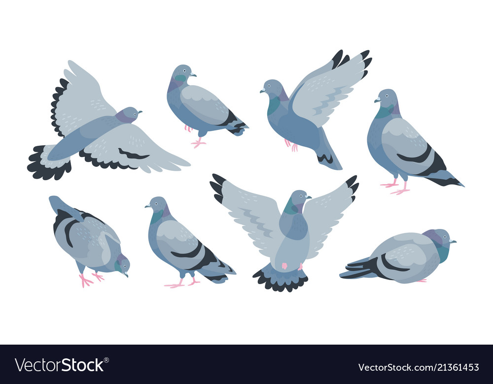 Collection of grey feral pigeon in various poses Vector Image