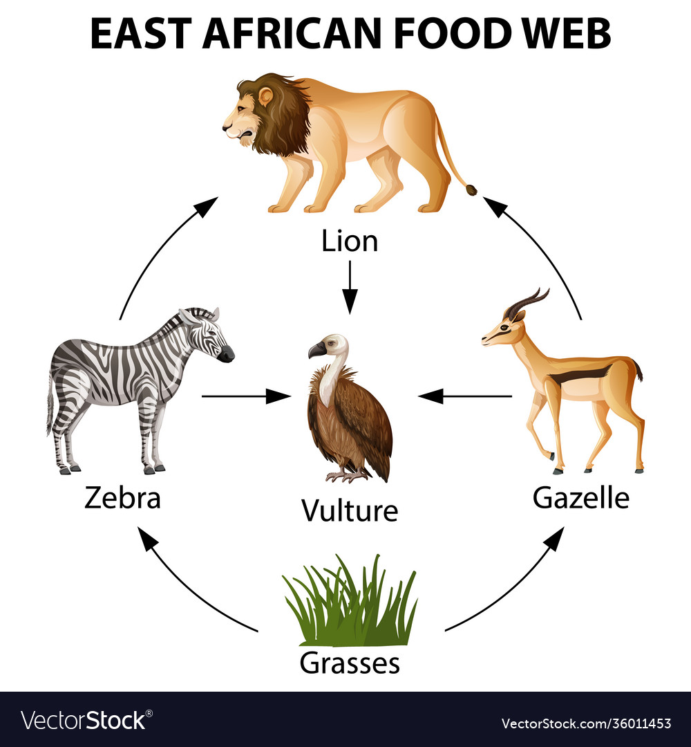 East african food web infographic Royalty Free Vector Image